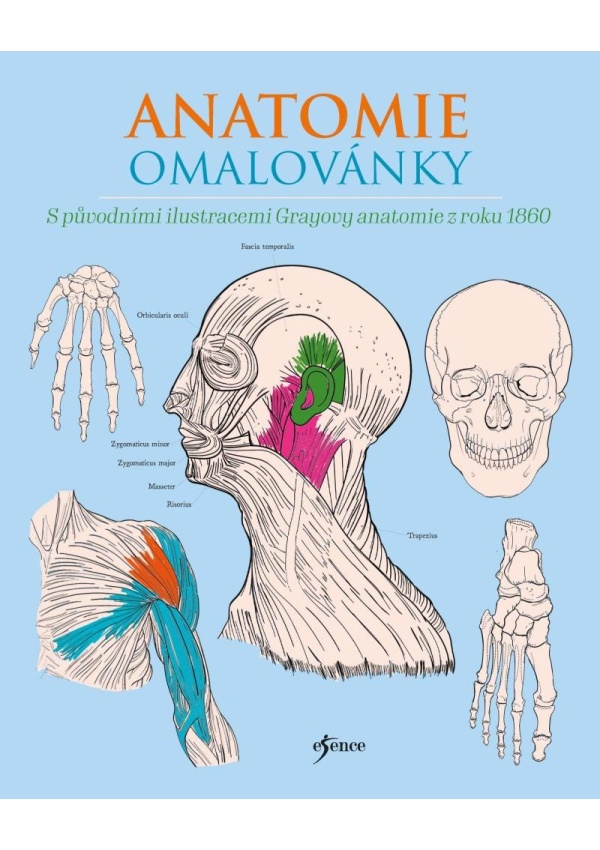 Anatomie omalovánky Euromedia Group, a.s.