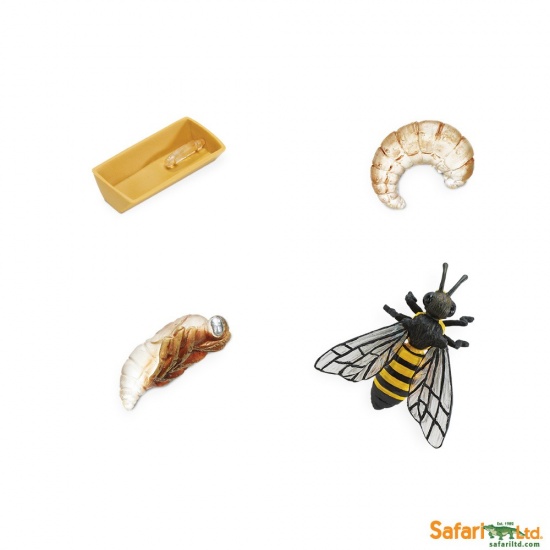 Životní cyklus - Včela Montessori