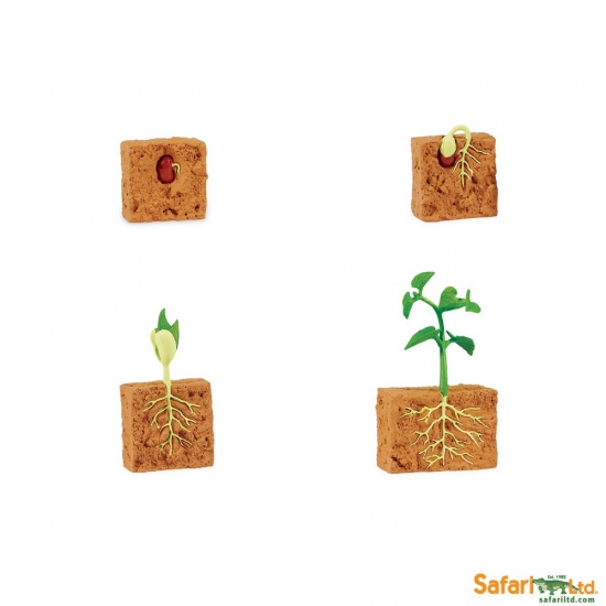 Životní cyklus - Zelená fazole Montessori