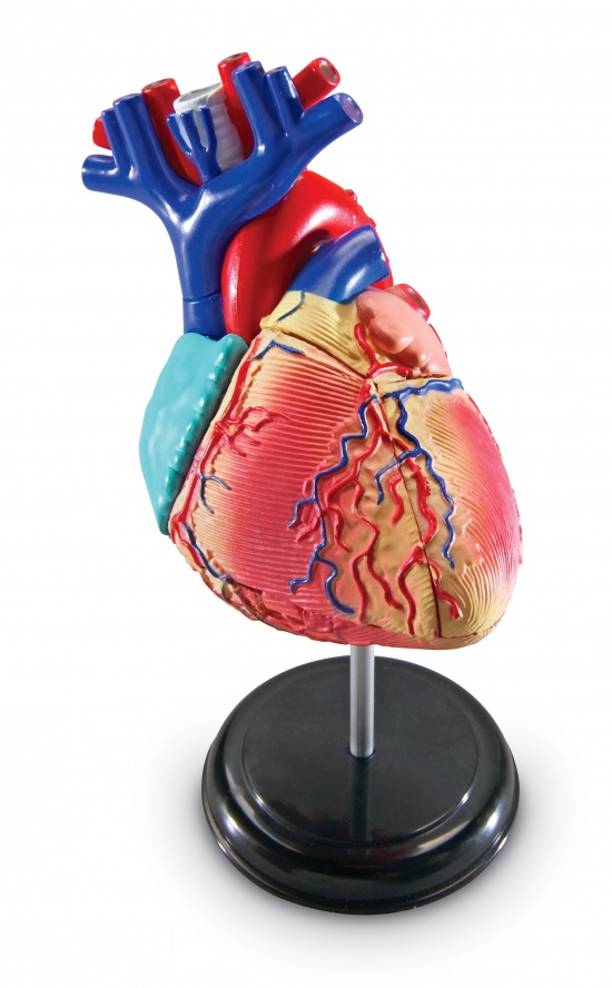 Anatomický model srdce Montessori