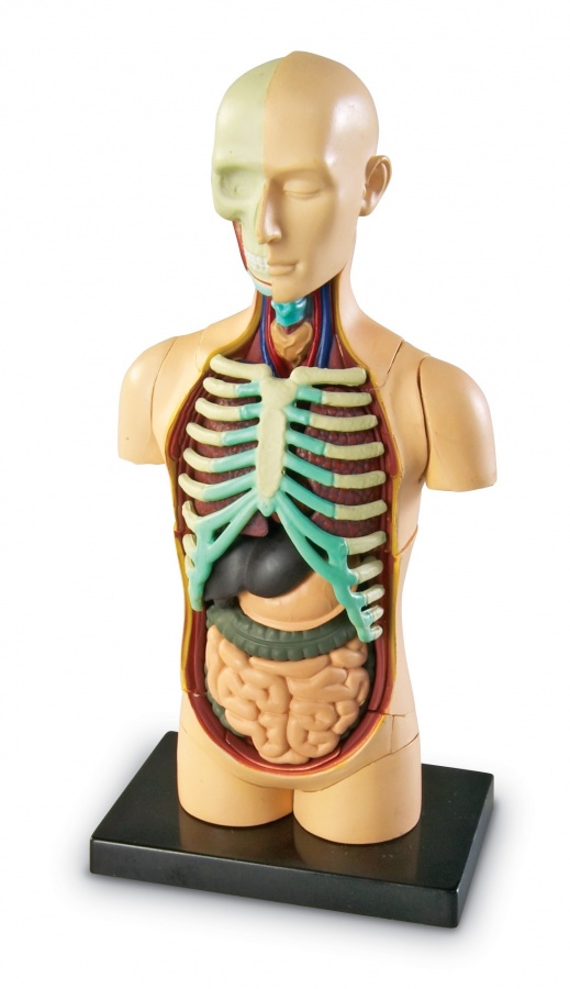 Anatomický model lidského těla Montessori