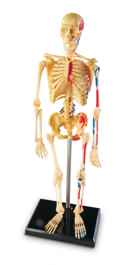 Anatomický model lidské kostry Montessori